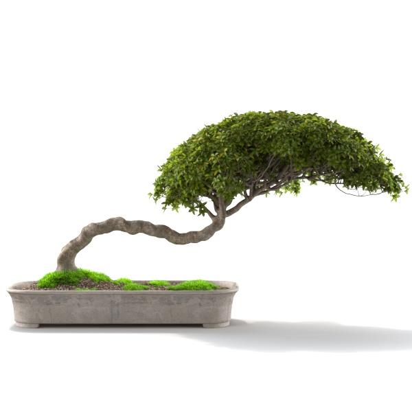 Bonsai trees - دانلود مدل سه بعدی تائو بنسای - آبجکت سه بعدی تائو بنسای - دانلود مدل سه بعدی fbx - دانلود مدل سه بعدی obj -Bonsai trees 3d model free download  - Bonsai trees 3d Object - Bonsai trees OBJ 3d models - Bonsai trees FBX 3d Models - 